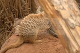 leipzig zoo-01_07_2011_zoo_allgemein_361